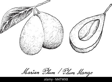 Frutta fresca, illustrazione di mano il bozzetto Mariano freschi o prugna prugna frutti di mango, isolati su sfondo bianco. Illustrazione Vettoriale