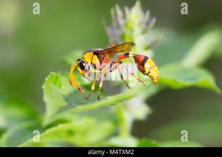 Macro closeup di vespa sul battente Foto Stock