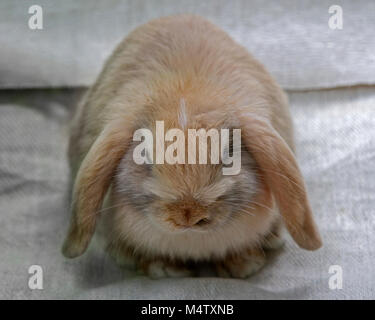 Baby e Mini Lop Rabbit Doe, REGNO UNITO Foto Stock