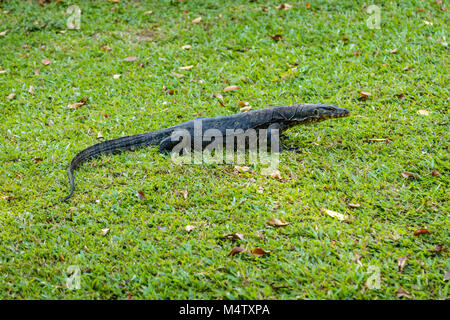 Monitor lizard in Singapore Botanic Gardens, Repubblica di Singapore Foto Stock