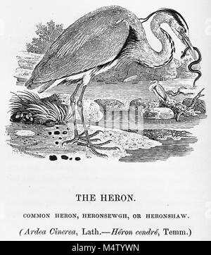 BEWICK THOMAS (1753-1828) naturalista inglese ed incisore. Xilografia dal suo "una storia britannica di Uccelli' pubblicato in due volumi in 1797 e 1804 Foto Stock