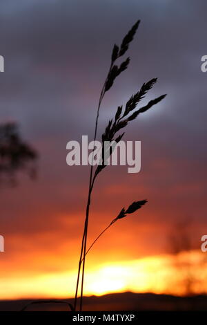 Erba stagliano contro un tramonto colorato Foto Stock