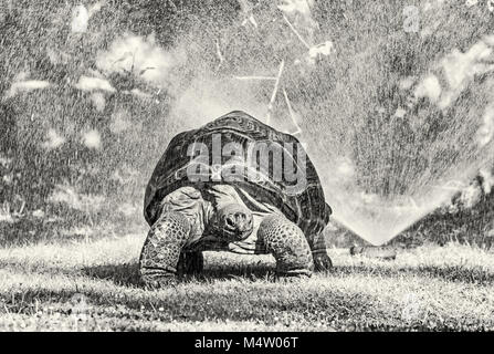 Le Galapagos La tartaruga gigante - Chelonoidis nigra e giardino spruzzatore di acqua. Maggiori specie viventi di tartaruga. Scena di animale. Foto in bianco e nero. Foto Stock