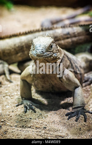 Close up foto di roccia cubano iguana - Cyclura nubile. Lizard scena. La cura degli animali. La bellezza della natura. Foto Stock