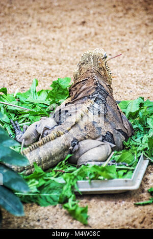 Close up foto di roccia cubano iguana - Cyclura nubile. Lizard scena. La cura degli animali. La bellezza della natura. Vista posteriore. Foto Stock