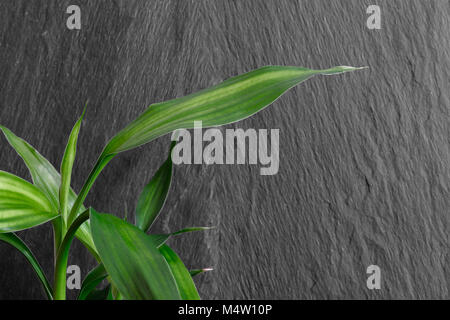 Crescente di giovani alberi di bambù nella parte anteriore del black rock sullo sfondo Foto Stock