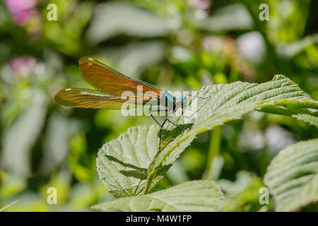 Belle Demoiselle - immaturi che mostra maschio marrone ali ma nessun ala bianca spot - genere Calopteryx Foto Stock
