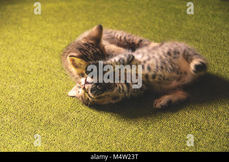 I gattini di giocare su uno sfondo verde Foto Stock