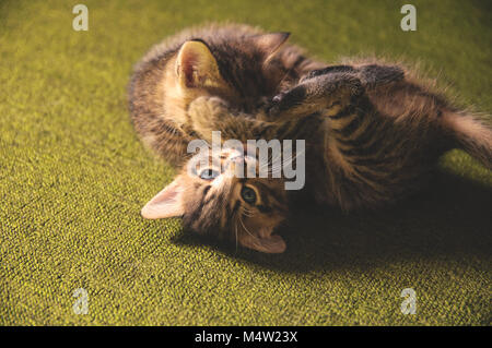 I gattini di giocare su uno sfondo verde Foto Stock