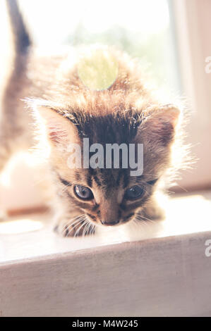 Kitten siede su una finestra sotto la luce diretta del sole Foto Stock