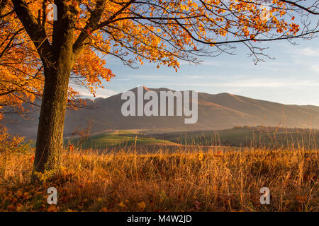Paesaggio autunnale bellissimi alberi colorati incandescente nella luce solare. Meraviglioso sfondo. colore in natura. splendida vista. Foto Stock