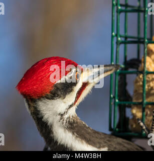 Picchio pileated ritratto Foto Stock