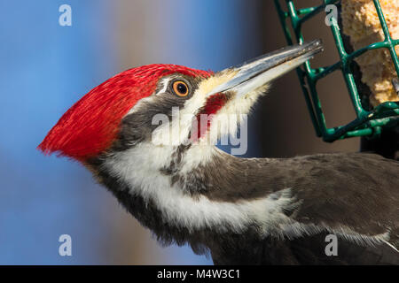 Picchio pileated ritratto Foto Stock