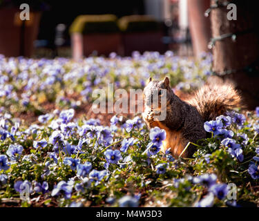 Lo scoiattolo mangiare oltre i fiori al Dallas Arboretum e Giardino Botanico ,Texas sulla giornata di sole Foto Stock