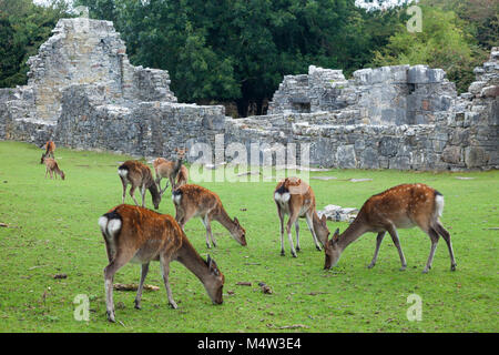 Cervi Sika e le rovine dell'abbazia sull isola Innishfallen, Parco Nazionale di Killarney, nella contea di Kerry, Irlanda. Foto Stock