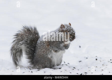 Scoiattolo grigio in tempesta di neve Foto Stock