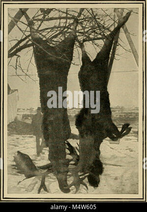 "In pino giungle; una mano-libro per gli sportivi e per i campeggiatori nel grande Maine woods' (1902) Foto Stock