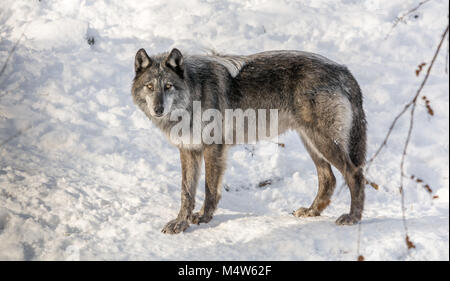 Wolve nero godendo di neve su una soleggiata giornata invernale Foto Stock