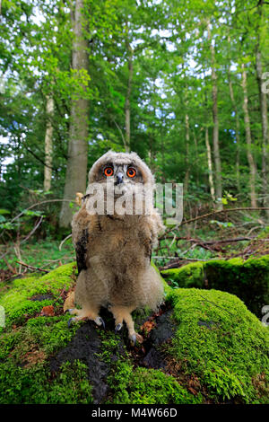 Gufo reale (Bubo bubo), giovane animale si siede sulla roccia, avviso captive, Germania Foto Stock