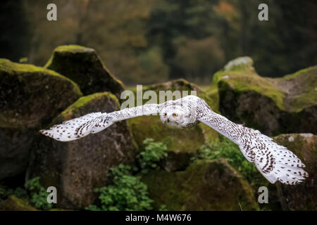 Civetta delle nevi (Nyctea scandiaca), Adulto battenti, captive, Germania Foto Stock