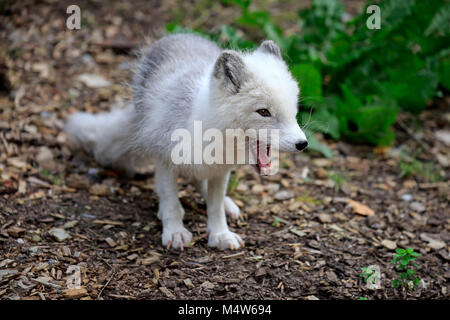 Arctic Fox (Alopex lagopus), cub, sbadigli, captive Foto Stock