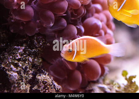 Orange skunk clownfish chiamato Amphiprion perideraion Foto Stock