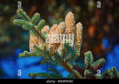 Coni immaturi di Fir Manchurian Foto Stock