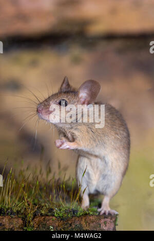 Mouse mus musculus Foto Stock