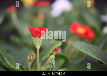 Primula rossa fioritura per tempo a molla Foto Stock