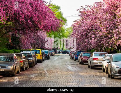 Uzhgorod, Ucraina - 13 Aprile 2016: strade di Uzhgorod in fiore di ciliegio. bella primavera sfondo sulla mattina di sole Foto Stock