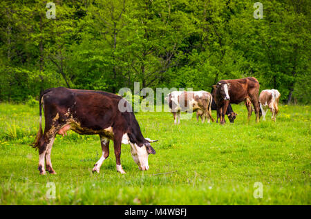 Mucca marrone su un campo erboso vicino alla foresta. incantevole paesaggio rurale in primavera Foto Stock