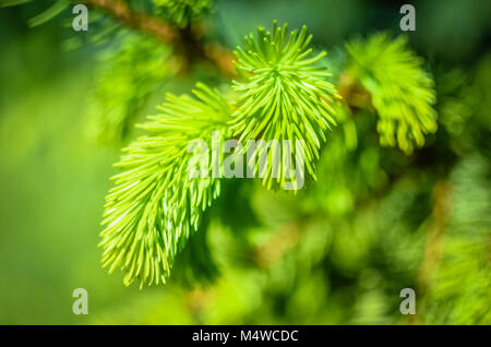 Giovane germoglio di abete rosso, foresta naturale Foto Stock