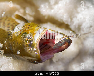 Salmone pescato nel lago con schiuma densa acqua (abbondanza di materia organica) Foto Stock