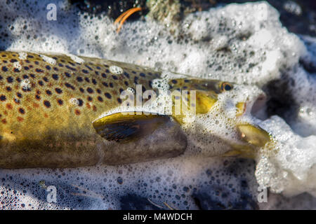 Salmone pescato nel lago con schiuma densa acqua (abbondanza di materia organica) Foto Stock