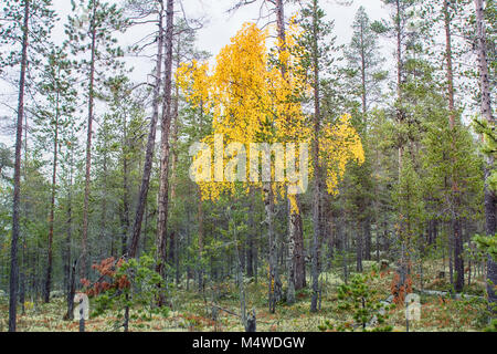 Mellow autunno. Autunno piange la betulla tra alberi di pino come ragazza in corto abito giallo tra gli uomini Foto Stock