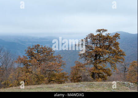 Panoramica della foresta vicino Dilijan cittadina termale nella provincia di Tavush dell'Armenia. Foto Stock