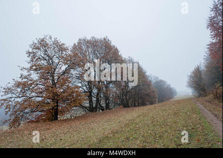 Misty fogliame di autunno nella foresta vicino Dilijan cittadina termale nella provincia di Tavush dell'Armenia. Foto Stock