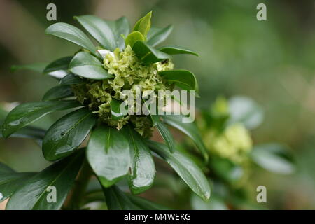 Daphne laureola Foto Stock