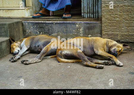 I cani randagi di dormire sul pavimento in Yangon, Myanmar Foto Stock