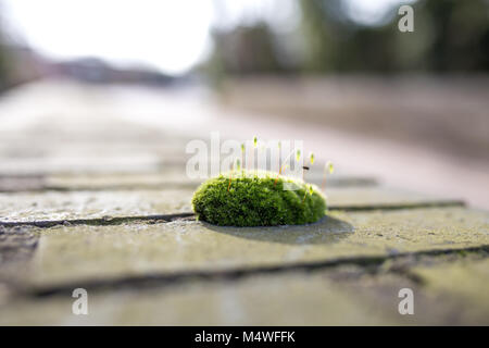 Pace solitaria di muschio Foto Stock