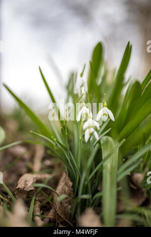 Mazzo di fiori di primavera Foto Stock
