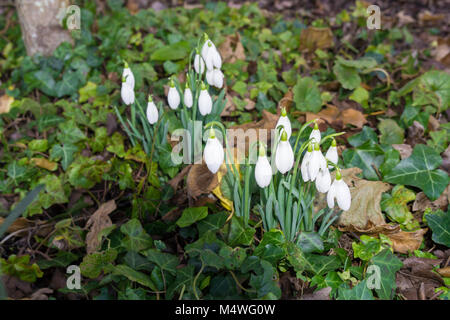 Fioritura precoce bucaneve Foto Stock