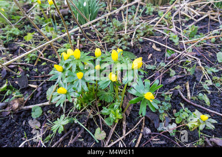 Eranthis hyemalis Foto Stock