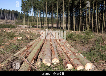 La silvicoltura, Meinerzhagen, Renania settentrionale-Vestfalia, Germania, Europa Waldwirtschaft, Meinerzhagen, Nordrhein-Westfalen, Deutschland, Europa Foto Stock