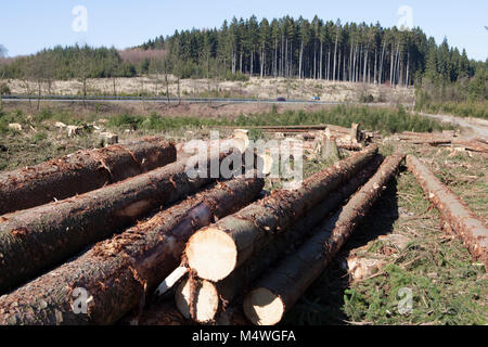 La silvicoltura, Meinerzhagen, Renania settentrionale-Vestfalia, Germania, Europa Waldwirtschaft, Meinerzhagen, Nordrhein-Westfalen, Deutschland, Europa Foto Stock