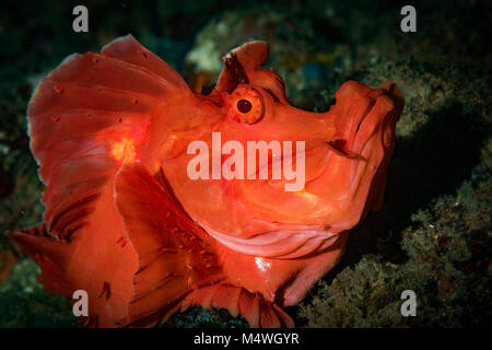 Lembo di pagaia Scorfani (Rhinopias eschmeyeri) sulla roccia rossa sito di immersione, Anilao, Filippine Foto Stock