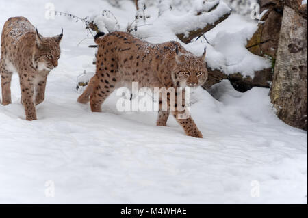 Lyn in inverno nel movimento sulla neve Foto Stock