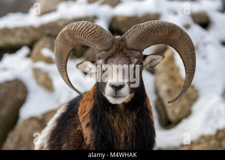 Inverno ritratto di grande muflone animale. Muflone, Ovis orientalis, foresta cornuto animale in natura habitat Foto Stock