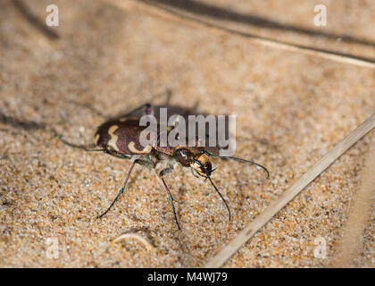 In prossimità di una duna settentrionale Tiger Beetle (Cicindela hybrida) su Sefton dune di sabbia MERSEYSIDE REGNO UNITO. Foto Stock