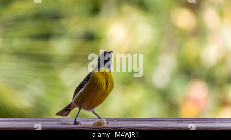Close up di un uccello Bananaquit arroccato su una ringhiera di legno, Antigua Foto Stock